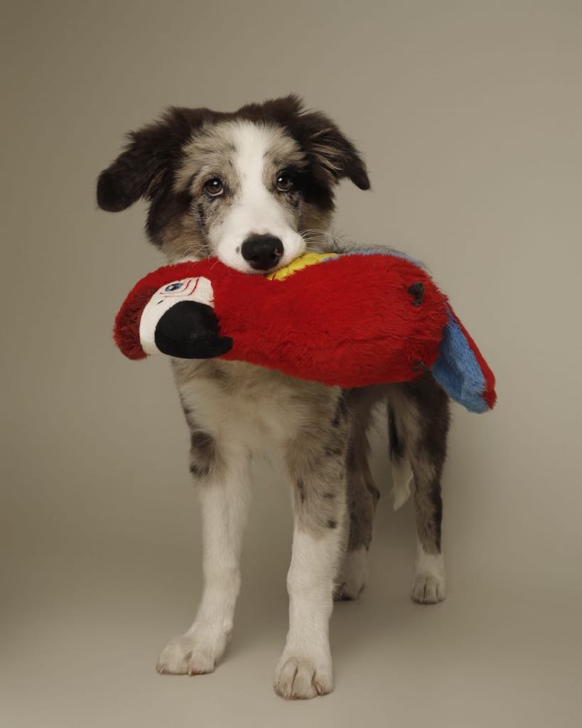dog