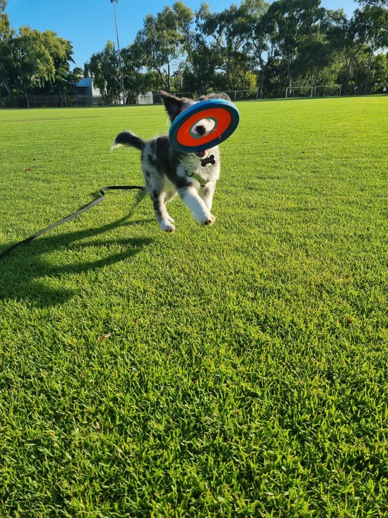 dog