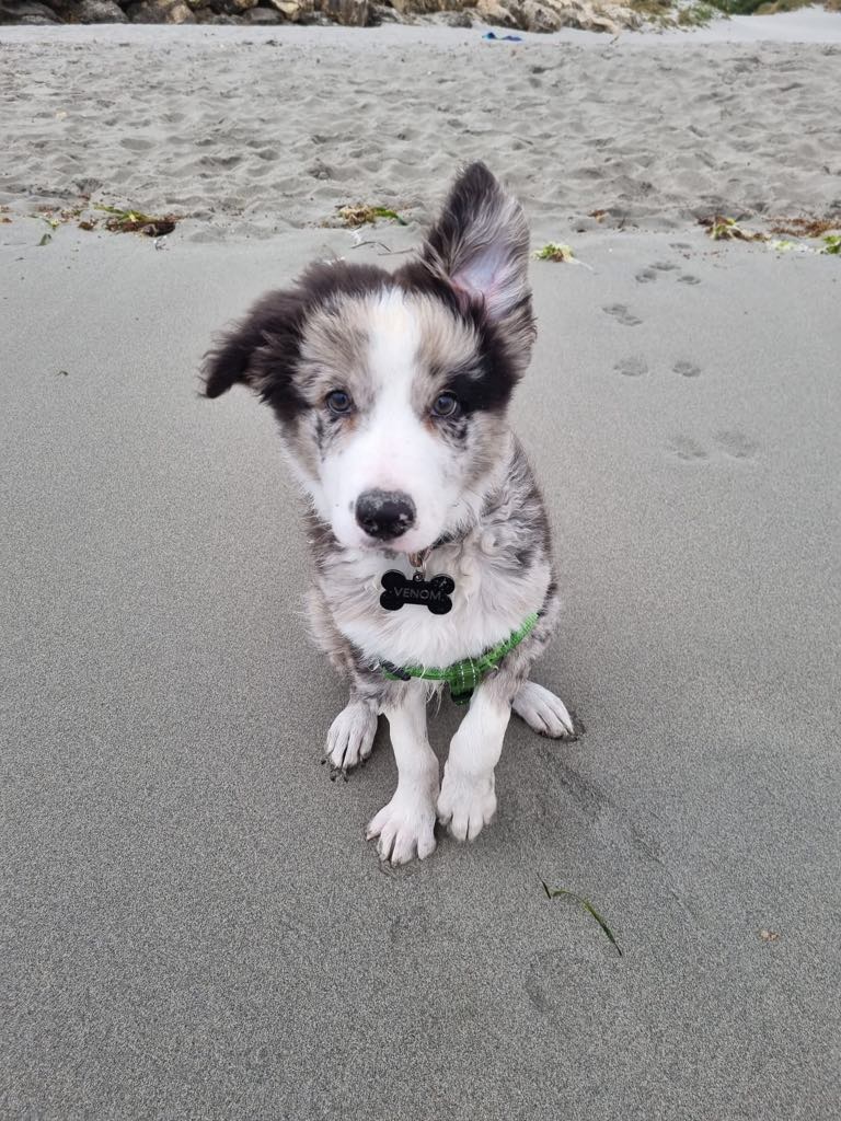 dog